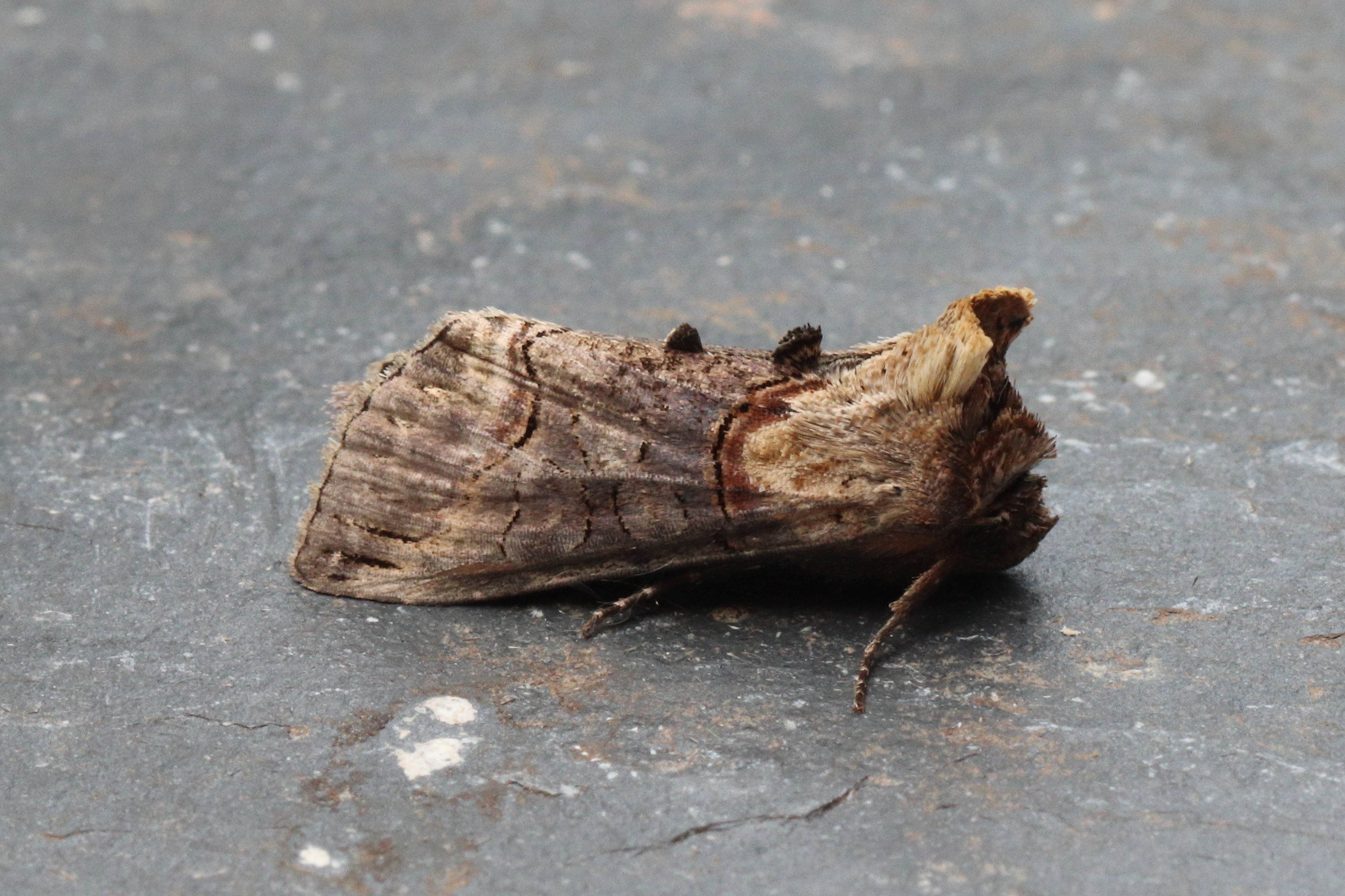 Photo of Dark Spectacle (Abrostola triplasia)
